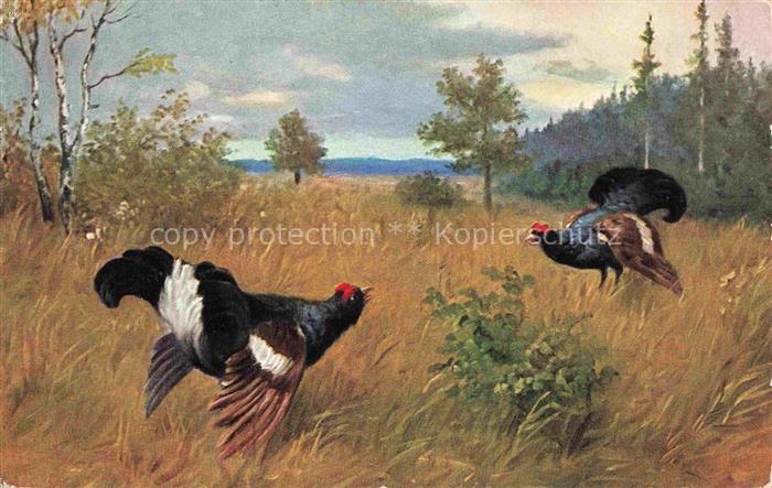 Auerhahn  Grouse--