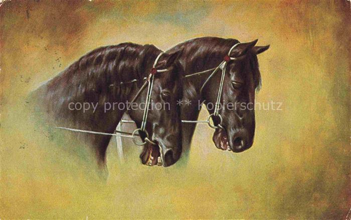 PFERDE Horses Cheval Peluba 204 Braun