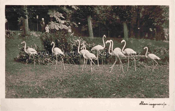 Zoo Gardin Zoologique-- Flamingo wiese