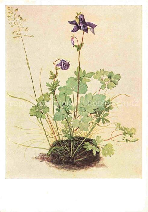 DueRER Albrecht (1471-1528) Kuenstlerkarte Nr. 197 Akelei