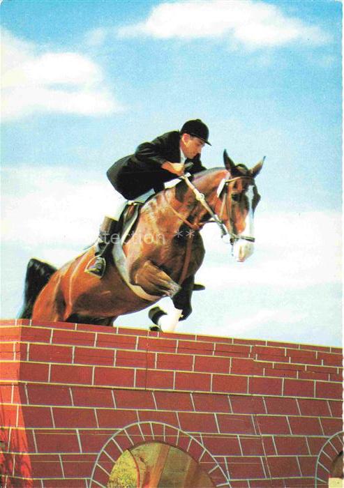 Pferdesport Pferderennen Reitsport Reiten