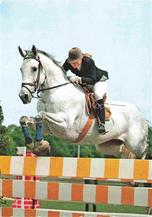 Pferdesport Pferderennen Reitsport Reiten