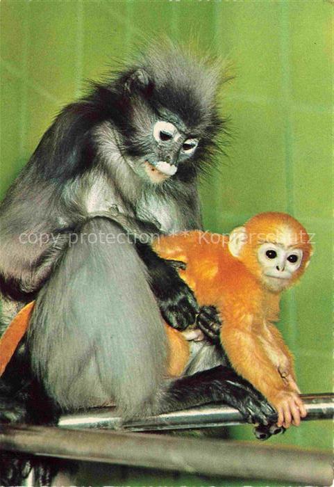 Zoo Gardin Zoologique-- Frankfurt Brillen Langur Jungtier