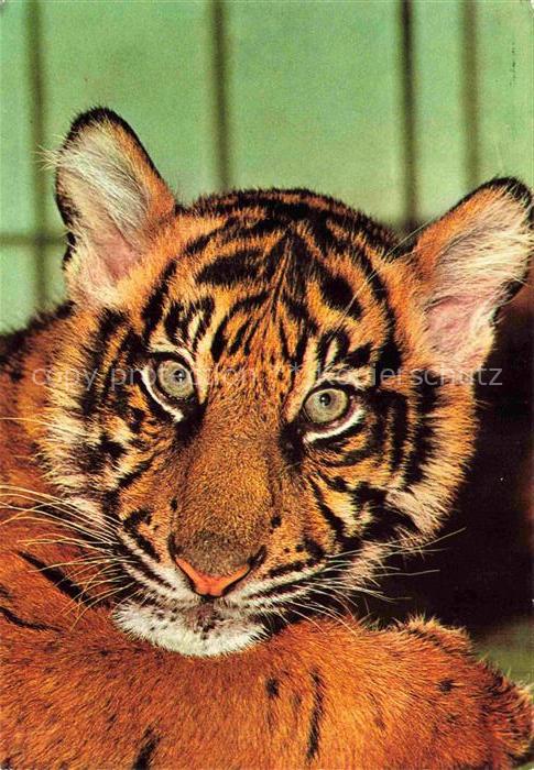 Tiger  Tigre-- Zoo Frankfurt Junger