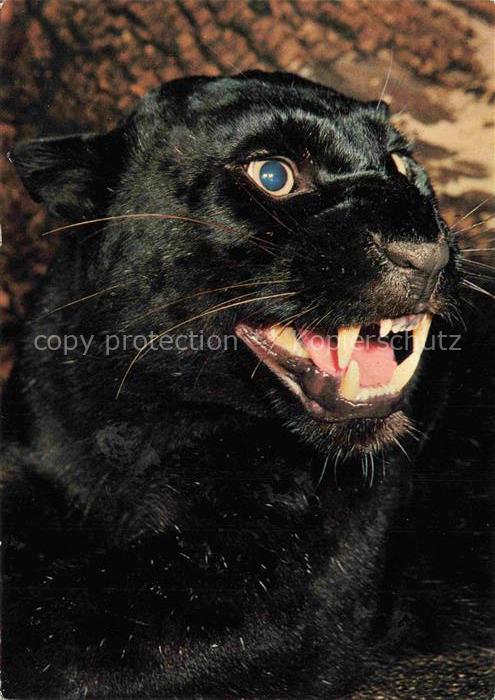 Zoo Gardin Zoologique-- Frankfurt Schwarzer Panther