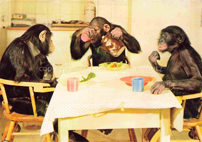 Zoo Gardin Zoologique-- Frankfurt Main Schimpansen Kinder Mahlzeit