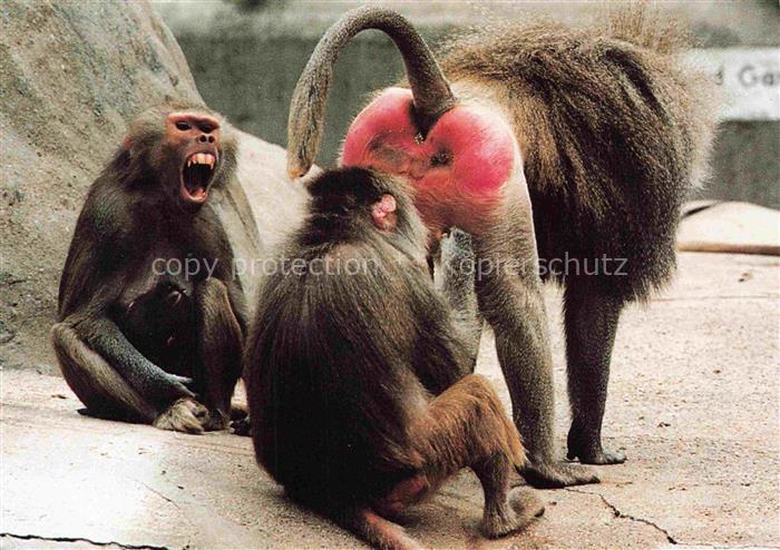 Zoo Gardin Zoologique-- Frankfurt Mantelpaviane