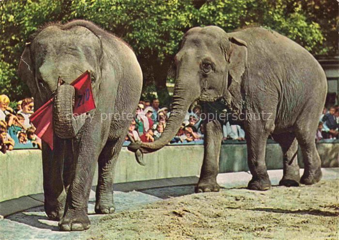 Zoo Gardin Zoologique-- Frankfurt Main Elefanten