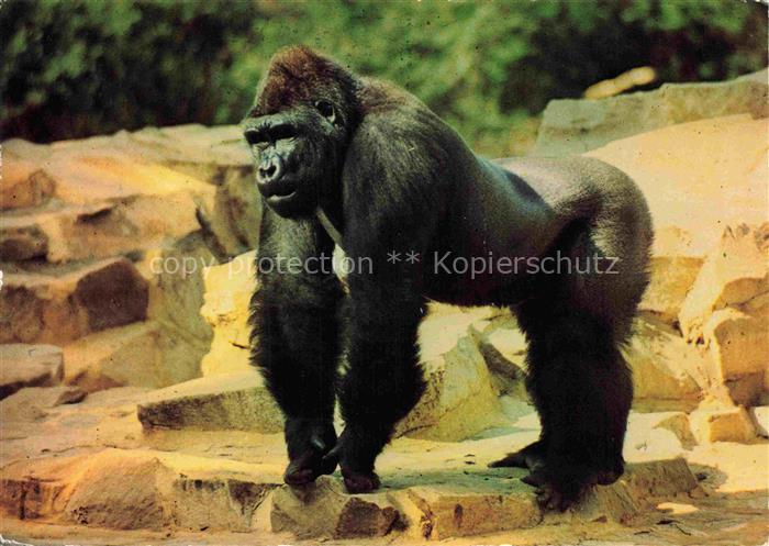 Zoo Gardin Zoologique-- Frankfurt Main Gorilla
