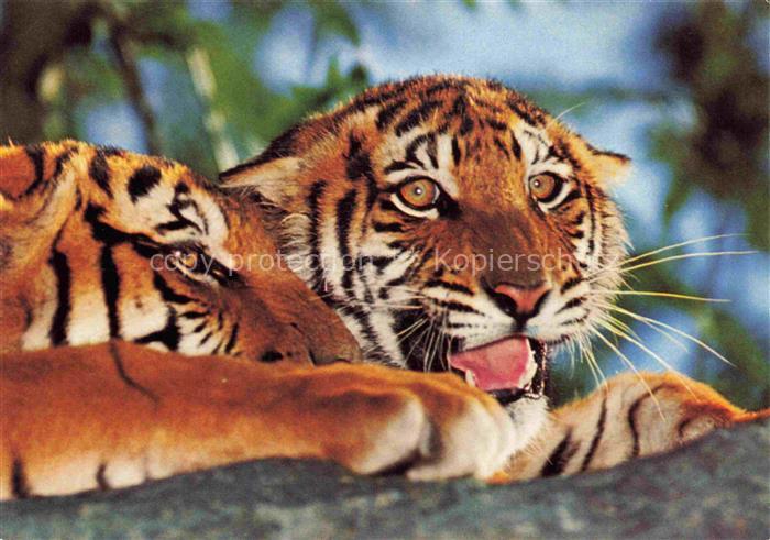 Zoo Gardin Zoologique-- Safariland Gross Gerau Wallerstaedten Loewen