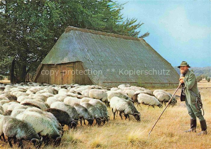 Schaeferei Sheperding Bergerie-- Lueneburger Heide