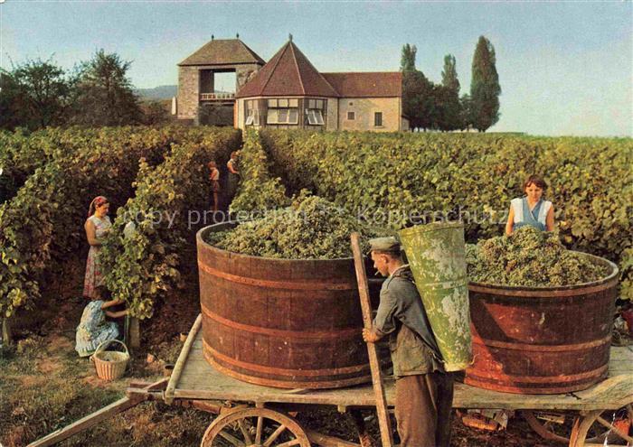 Wein Wine Vin Vino-- Landwirtschaft Ernte bei Schweigen Weinstrasse Platz