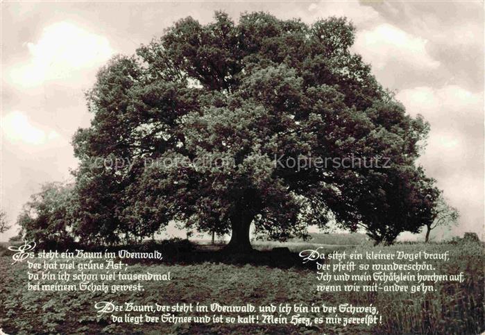 Baeume Trees Arbres Arboles Rieseneiche Momart Bad Koenig Odenwald