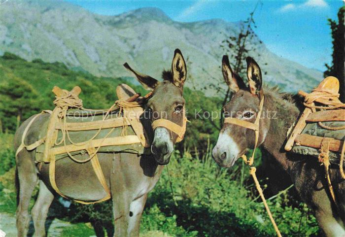 Esel Donkey Ane Burro Asno Asino-- Zagreb