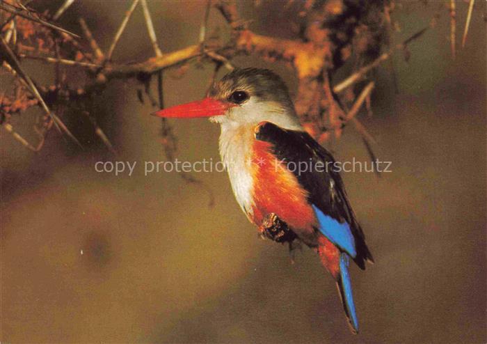 VoeGEL Birds Oiseaux Uccelli Pajaros-- Grey Hooded Kingfisher Kruger National Pa