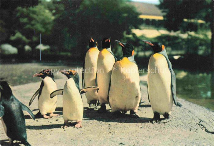 Pinguin Zoologischer Garten Basel