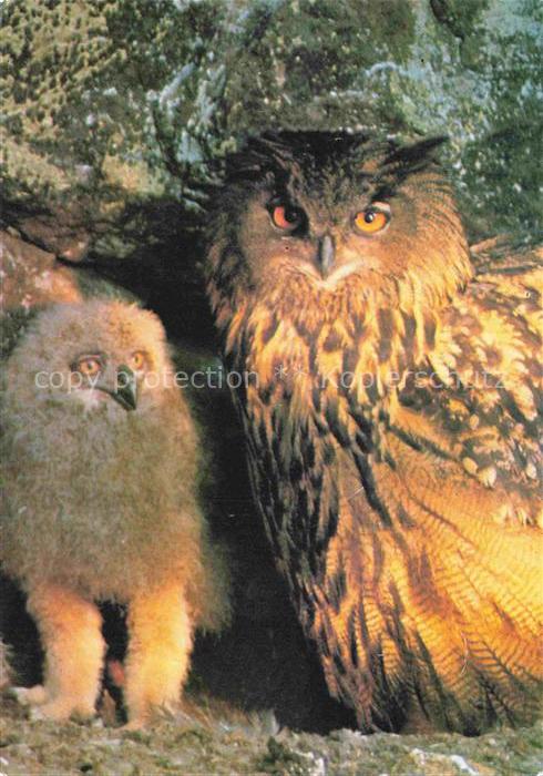 Eule Owl Hibou Chouette-- Uhu mit Jungen