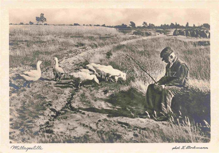 Gaense Gefluegel Poultry Volaille Pollame Aves de Corral-- Mittagsstille Landwir