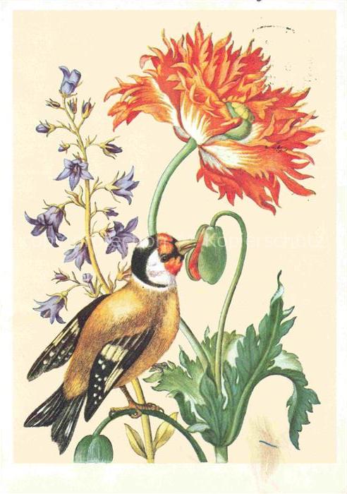 MERIAN Maria Sibylla Kuenstlerkarte Stieglitz Gartenmohn Glockenblume