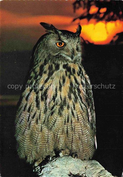 Eule Owl Hibou Chouette-- Uhu Alpen Schlossangeralm Pfonten