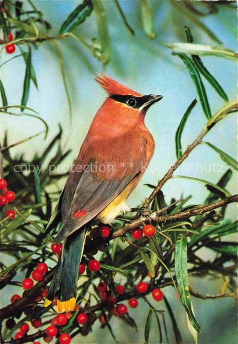 VoeGEL Birds Oiseaux Uccelli Pajaros-- Haubensittich