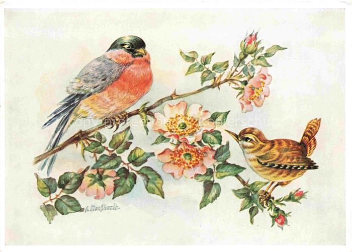MANSHART Helene Kuenstlerkarte Dompfaff und Zaunkoenig
