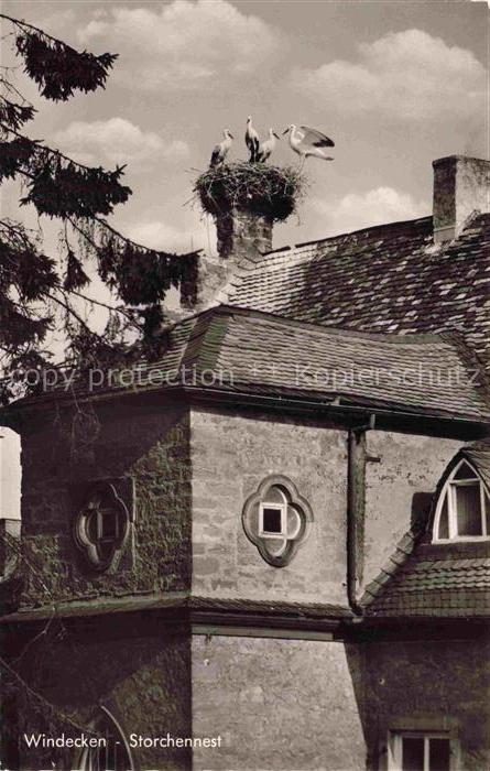 Windecken Storchennest Stoerche Turm Mittelalter Dach Mauerwerk Baum