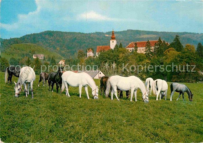 Koeflach Lipizzanergestuet Piber