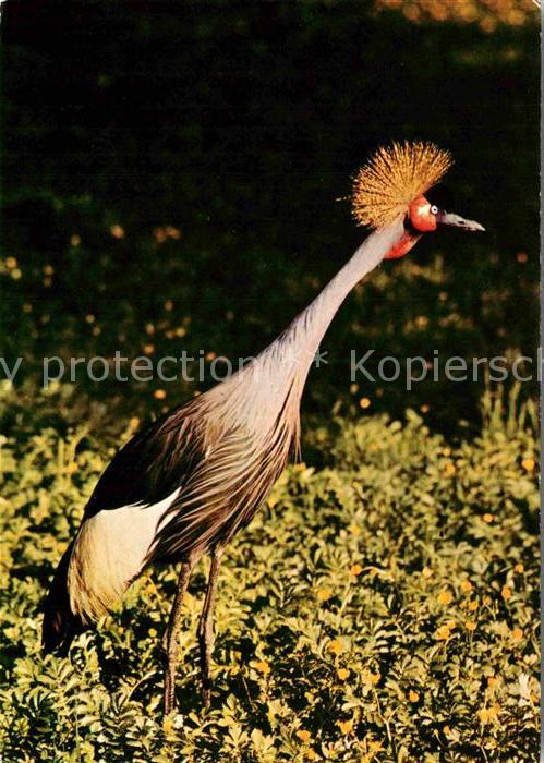 Voegel Birds Oiseaux Uccelli Pajaros-- Kronenkranich Zoo Dresden