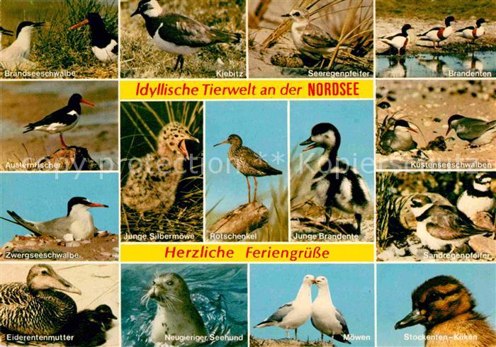 Voegel Birds Oiseaux Uccelli Pajaros-- Nordsee Rotschenkel Eiderente Kuestensees
