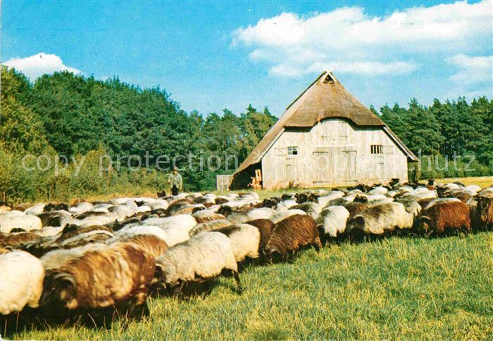 Schafe Schafstall Hirte