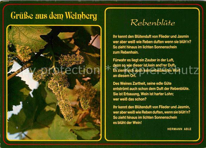 Wein Weinberg Gedicht Rebenbluete Hermann Able