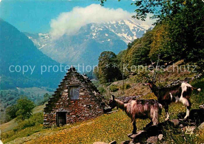 Ziege Chevres Frankreich