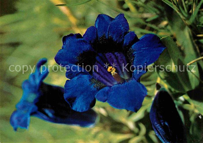 Blumen Gentiana Kochiana Perr Kochscher Enzian