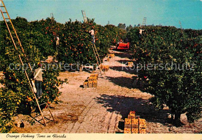 Florida US-State Orange Picking Time
