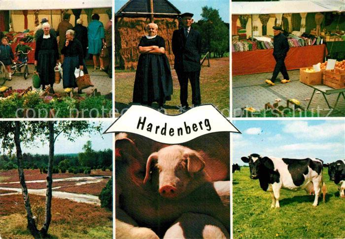 Hardenberg Niederlande Landschaftspanorama Markt Bauern Kuehe Schwein