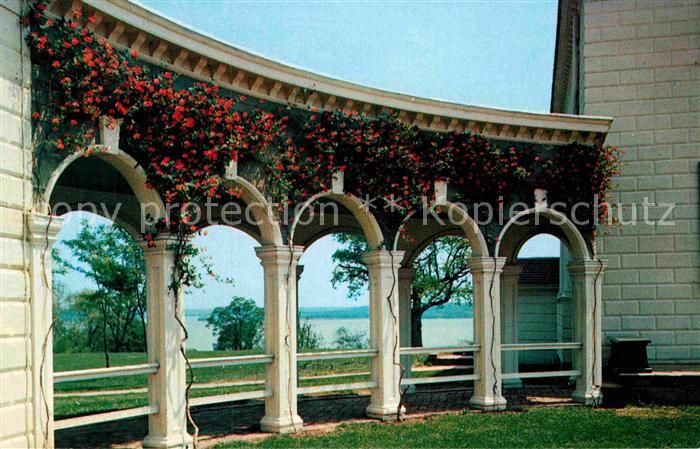 Mount Vernon Restoration replanting of coral honeysuckle on colonnades