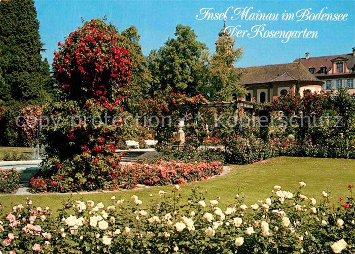 Insel Mainau Der Rosengarten