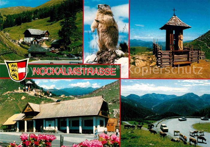 Gmuend Kaernten Nockalmstrasse Kuehe Murmeltier