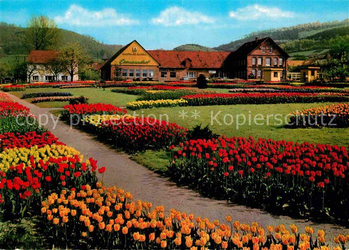 Deckbergen Essmannshof Tulpenschau