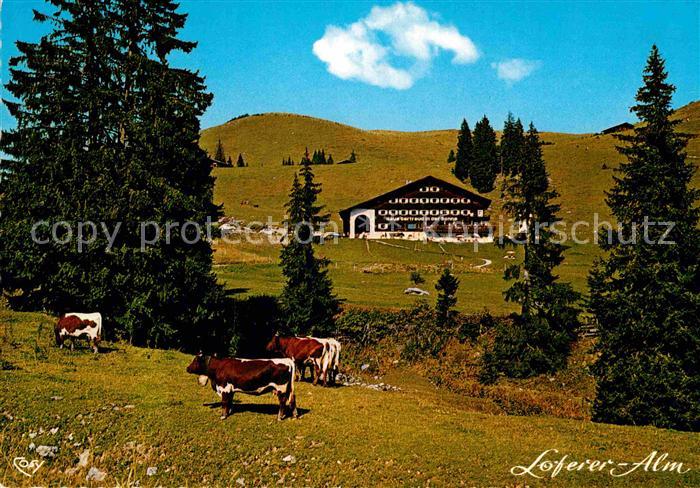 Lofer Haus Gertraud in der Sonne auf der Loferer Alm Viehweide Kuehe