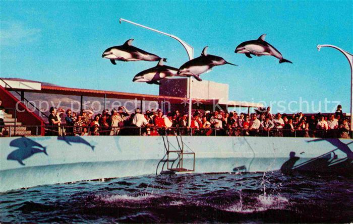 Marineland High Flying Dolphins