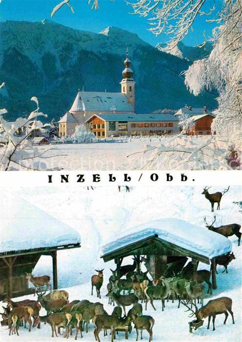 Inzell Skigebiet Haus des Gasten Rauschberg Wildfuetterung