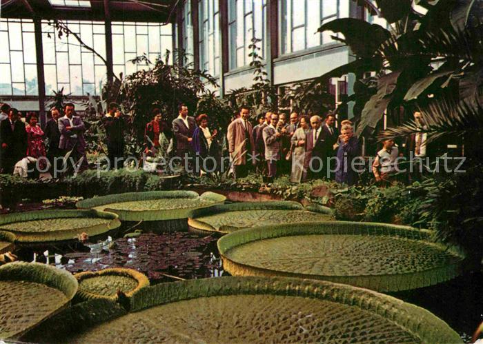 BERLIN  CITY Tierpark Alfed Brehm-Haus Seerosenblaetter