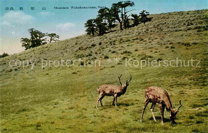 Nara Mountain Wakasuayama Hirsche