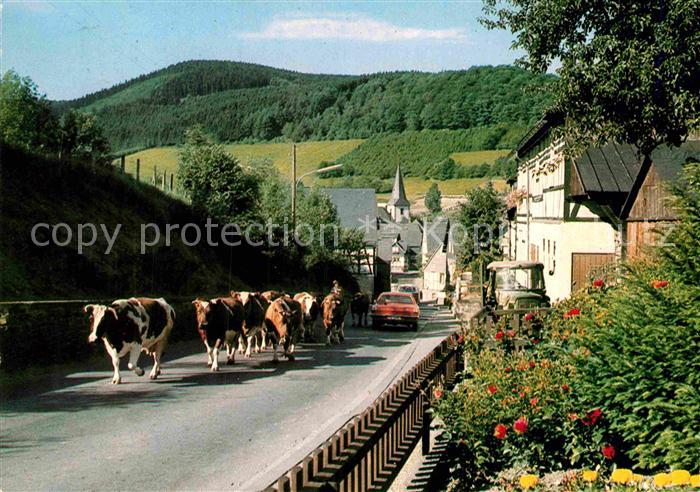 Boedefeld Ortspartie mit Kuhherde