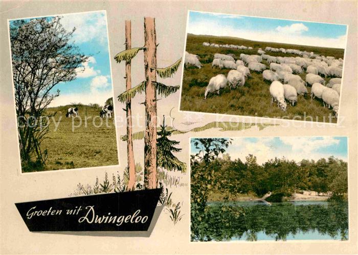 Dwingeloo Landschaftspanorama Schafherde