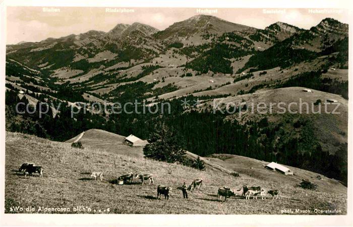 Oberstaufen Oberallgaeu Bayern Almvieh Kuehe Panorama Allgaeuer Alpen Wo die Al