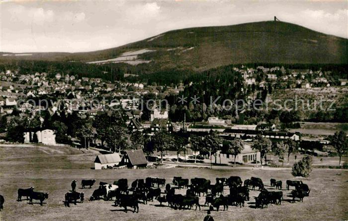 Braunlage Harz Wurmberg Kuhherde