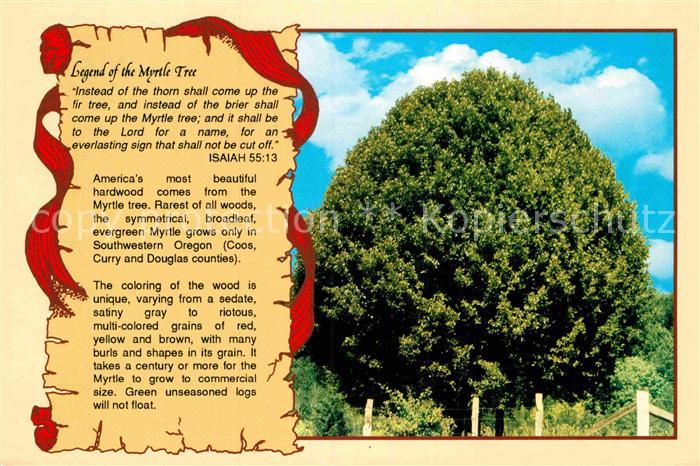 Baeume Trees Legend of the Myrtle Tree Oregon